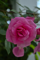 pink rose in garden