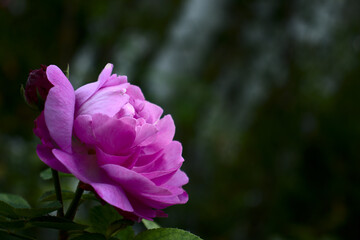 Pink rose from the side