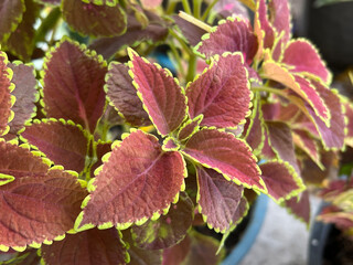 Solenostemon scutellaides plants in nature garden