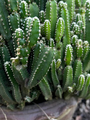 a cactus plant in nature garden