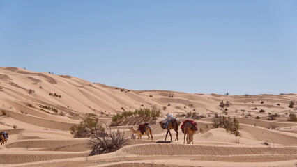 Valley surrounded by tall sand dunes in the Sahara Desert, outside of Douz, Tunisia