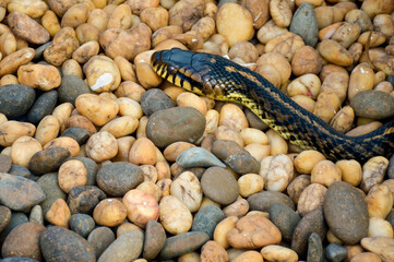 a snake laying on a bed of rocks