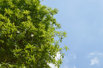 Cannonball tree with blue sky