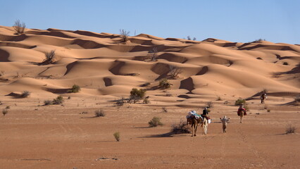 Fototapeta na wymiar String of romedary camels (Camelus dromedarius) on a camel trek in the Sahara Desert, outside of Douz, Tunisia