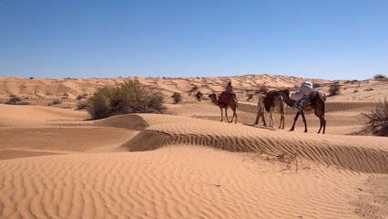 Fototapeta na wymiar String of romedary camels (Camelus dromedarius) on a camel trek in the Sahara Desert, outside of Douz, Tunisia