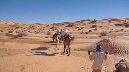 String of romedary camels (Camelus dromedarius) on a camel trek in the Sahara Desert, outside of...