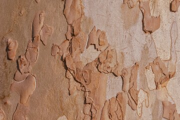 Plane tree bark texture background. Light brown color. Nature wood texture background. 