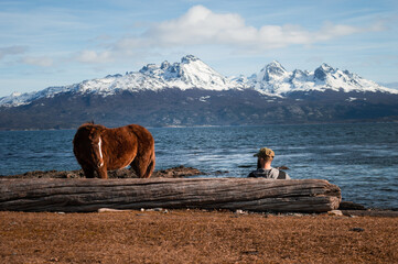 horse watching a man sitting in front of the sea. Andes mountain range in the background. Ushuaia