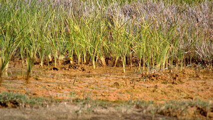 Marsh grass at an oasis in the Sahara Desert, outside of Douz, Tunisia