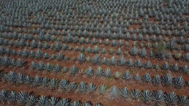 DRON CAMPO DE MAGUEYES
