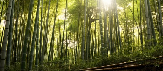 Fototapeta premium Bamboo tree with sunlight.