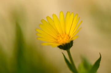 yellow tropical flowers in winter in cyprus 6
