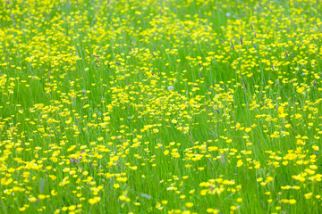 Meadow buttercups growing in a field, UK countryside