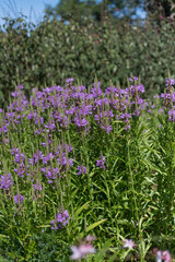 Purple Physostegia flowers, also called Lionshearts or False Dragonheads, bloom in a sunny summer garden, surrounded by greenery and blue skies.