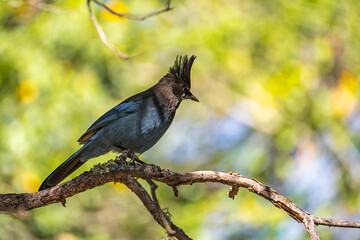 Steller's jay (Cyanocitta stelleri) sits on a branch.