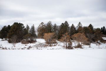 Snow-covered park in winter