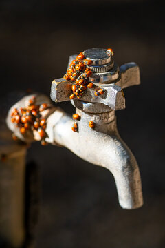 Mass of Convergent Ladybugs (Hippodamia convergens) on the water tap at Pinnacles National Park