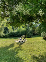 Bench in the park in summer