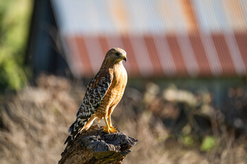 Red-shouldered Hawk sitting on a stump in Pinnacles National Park, California.