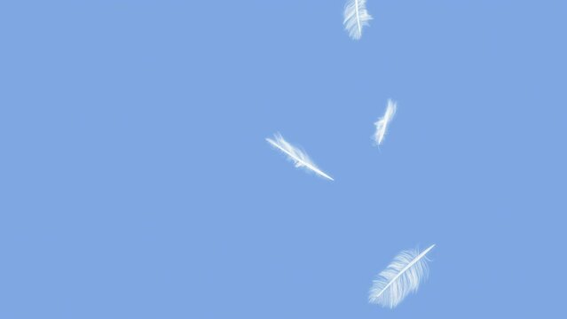 White Soft Feather Burst on Blue Background.Burst of white feather and fall clear flame on light blue background.