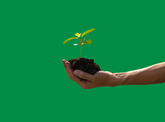 hands holding a plant and soil. agriculture and environment. green background
