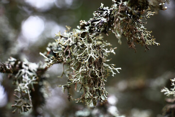 Fragment of a dry branch of a tree, covered with a lichen of silvery color. Interesting lichen,...