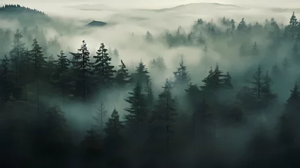 Fototapete Wald im Nebel Forest landscape, exotic foggy forest