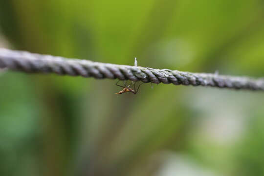 A Small Ant on the rope
