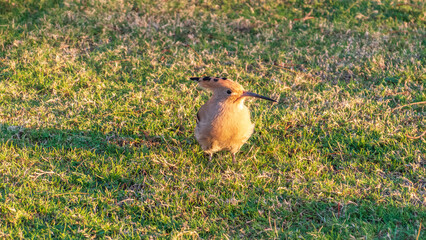 Eurasian hoopoe or Common hoopoe (Upupa epops) bird close-up on natural green grass background