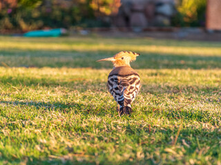 Eurasian hoopoe or Common hoopoe (Upupa epops) bird close-up on natural green grass background