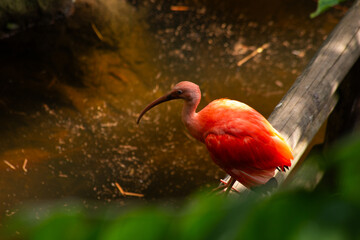 Colorful flamingo