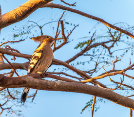 Eurasian Hoopoe, Upupa epops, on a dry tree branch.