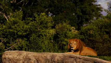 lion in zoo
