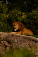 Lion laying on his rock