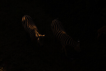 Sunset over zebras