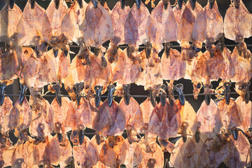Background and texture of Grilled dried squids hanging on the rack show. Dried squid seafood is...