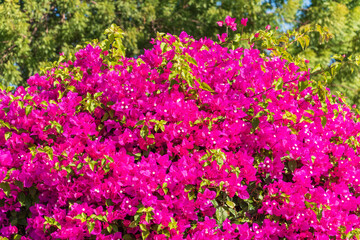 Bougainvillea, Paper flower Bougainvillea hybrida soft focus with blurry background