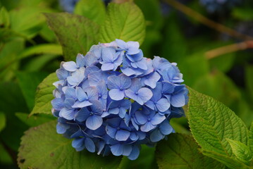 Obraz premium あじさい