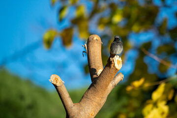 Rouge-queue noir posé sur une branche