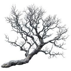 Bare, twisted tree branch extends against a stark, isolated on a white background