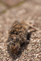 a dead mouse in the yard