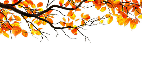 Autumn leaves in vibrant orange hues dangle from slender branches against, isolated on a white background