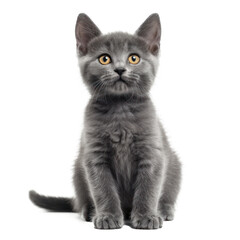 front view full body shot of a Chartreux kitten smiling isolated on transparency background PNG