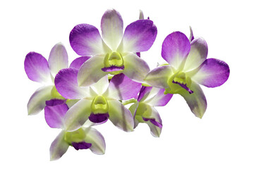 close up of purple Dendrobium Orchids Sakura flowers isolated on a transparent background