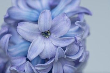 blue  Hyacinth Flowers