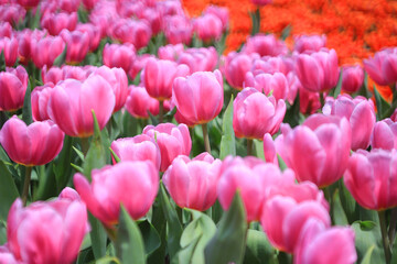 Fototapeta premium a field full of purple tulips on the flower bulb field