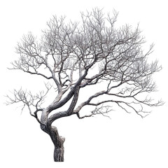 Bare, intricate tree with twisted branches stands against a stark, isolated on a white background