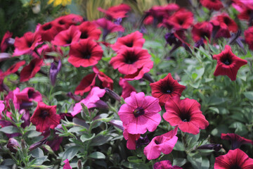 the petunia flower, the spring flower concept