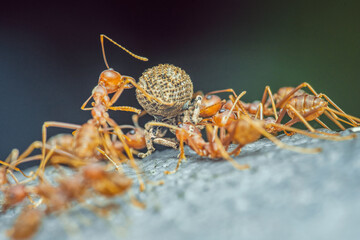 Red ants team is moving the prey, Red ants is team work, Selective focus.