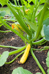 Yellow courgette zucchini plant growing in garden bed, UK